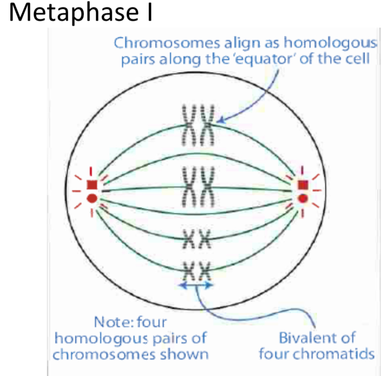 <p>Bivalents align along the equator</p><p>Attach to the spindle fibres at their centromeres.</p>