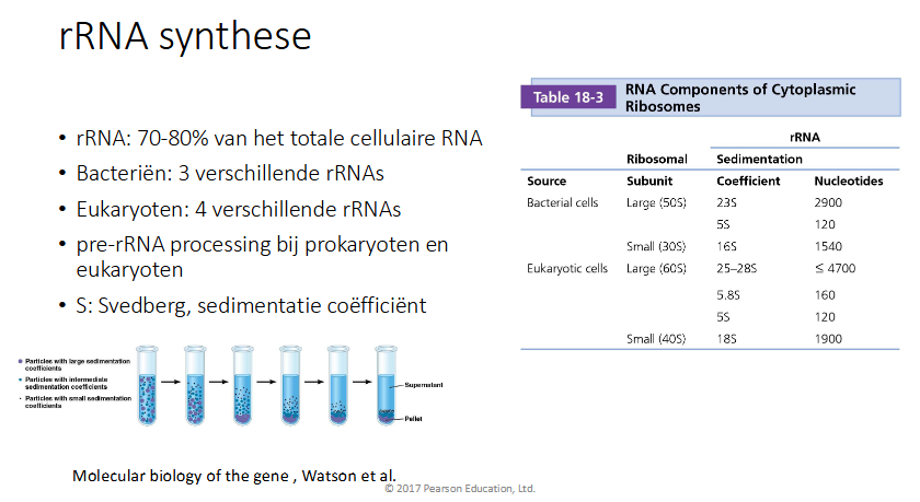 <ul><li><p>bact: 3 verschillende rRNA</p></li><li><p>euk: 4 verschillende rRNA</p></li></ul><p></p>