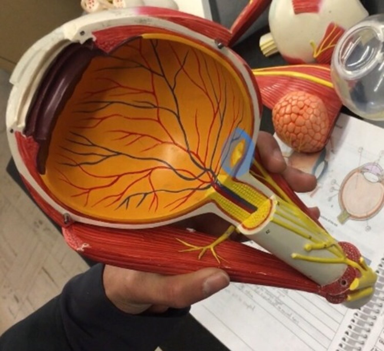<p>the small yellowish area of the retina near the optic disk that provides central vision. The whole yellow spot on the model.</p>