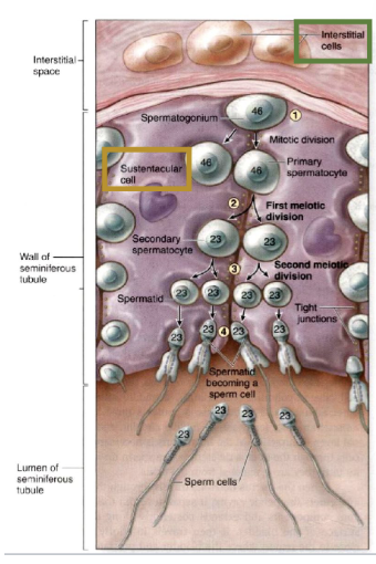<ul><li><p><span style="background-color: transparent;"><span>located in connective tissue between seminiferous tubules&nbsp;</span></span></p></li><li><p><span style="background-color: transparent;"><span>produce androgens (testosterone)</span></span></p></li></ul><p></p>