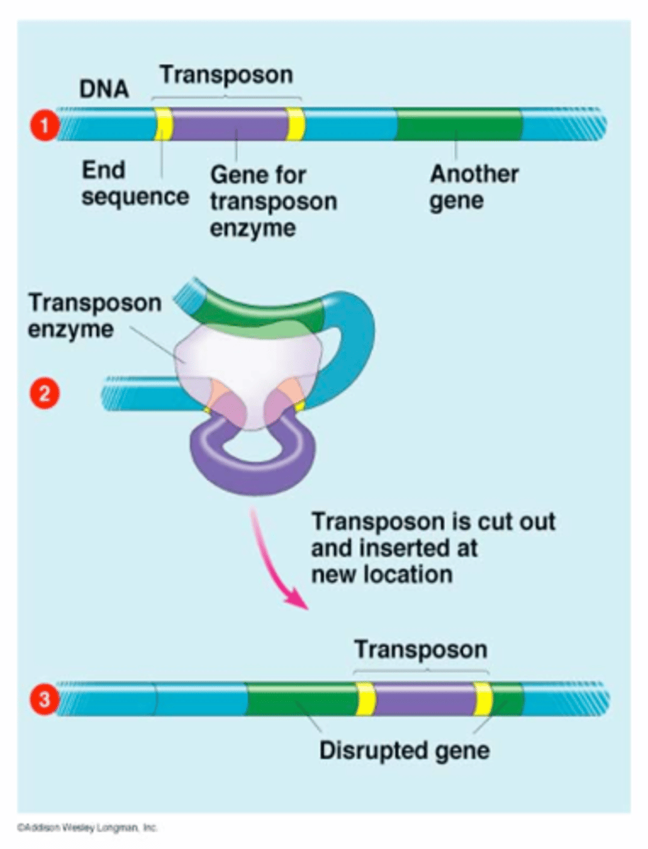 <p>segment of DNA that can "jump" genome locations, can transfer genes to/from plasmid/chromosome</p>