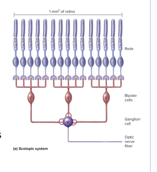 <ul><li><p>are very sensitive and react even in dim light</p></li><li><p>have extensive neural convergence</p><ul><li><p>lots of rod cells converge onto one bipolar cell</p></li><li><p>many bipolar cells converge onto a single ganglion cell</p></li></ul></li><li><p>results in a high degree of spatial summation</p><ul><li><p>multiple signals from different locations are being combined to produce a stronger overall effect</p></li></ul></li><li><p>rods are on the <strong>outer sides</strong> of the retina</p><ul><li><p>made for low resolution</p></li><li><p>cannot focus finely detailed images</p></li></ul></li></ul><p></p>