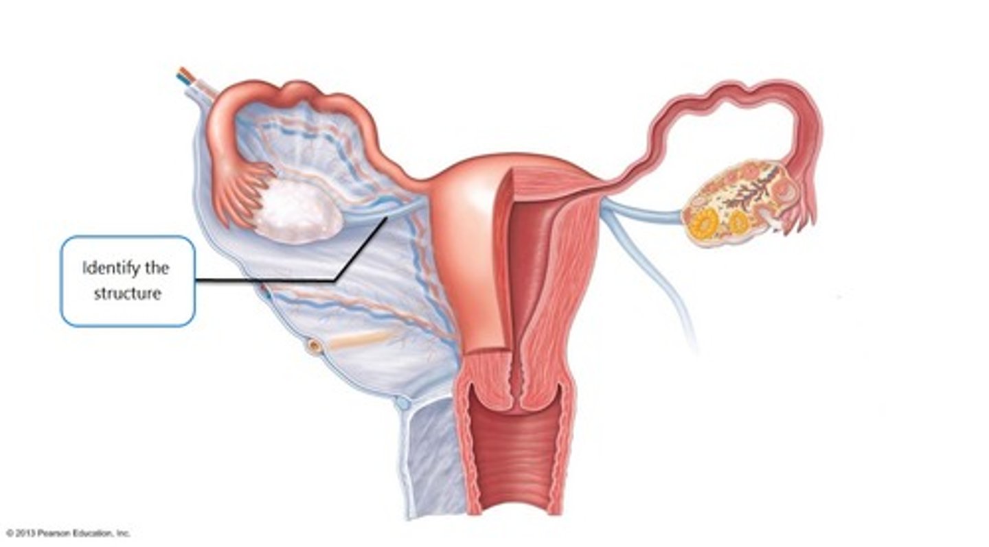 <p>-attaches ovary to uterus</p><p>-beneath oviduct</p><p>-smaller than oviduct</p>