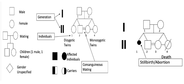 <p>Used to study patterns of inheritance. Looks like a family tree with shapes.</p>