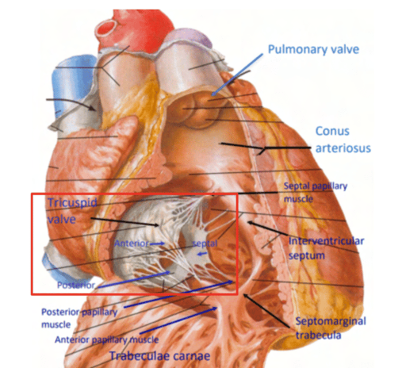 <p>Anterior</p><p>Posterior</p><p>Septal</p>