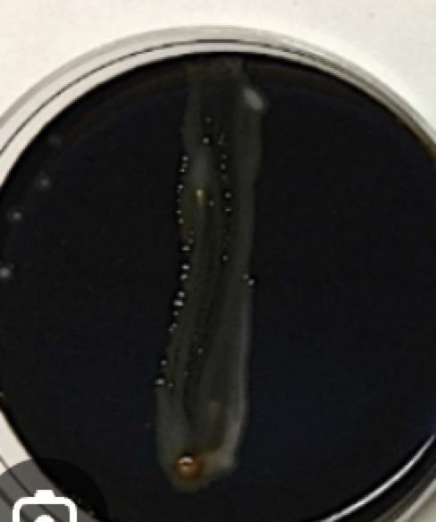 <p>What is this plate? and what does it say about the bacteria?</p>