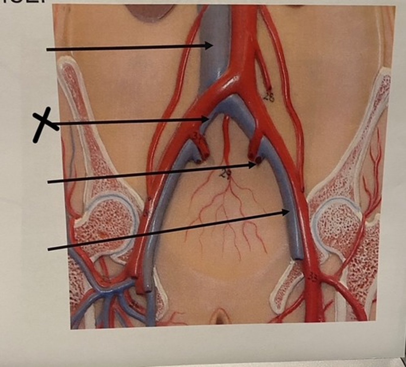 knowt flashcard image