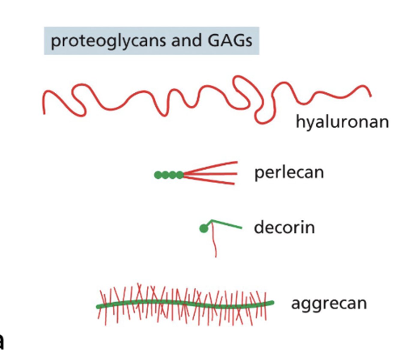 <p>1. Collagen XV11</p><p>2. Fibronectin</p><p>3. Elastin</p><p>4. Decorin</p><p>5. Hyaluronan</p>