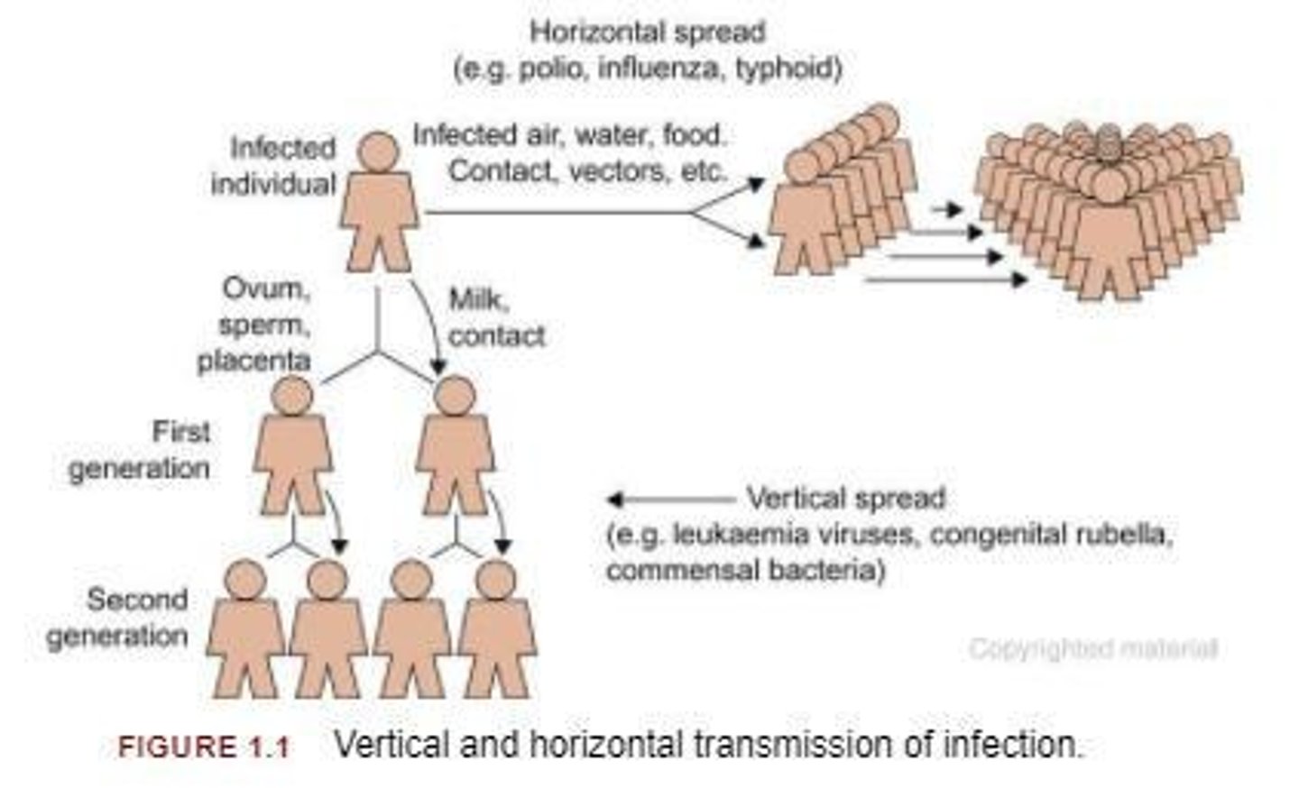<p>Horizontal spread (contact, air, water, insect vectors) and vertical spread (to offspring via sperm, ovum, placenta, or milk).</p>