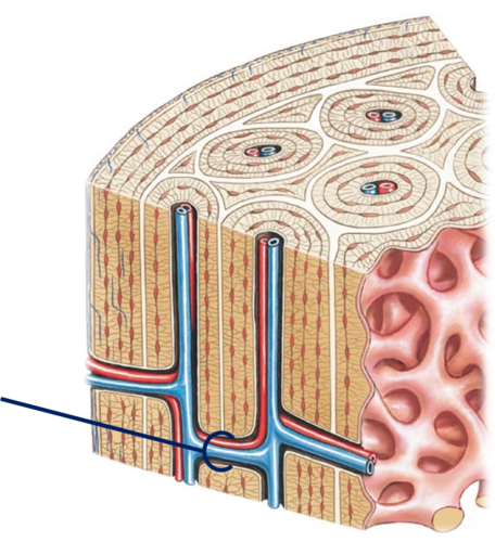 canal perpendicular to the central canal, carries blood vessels and nerves