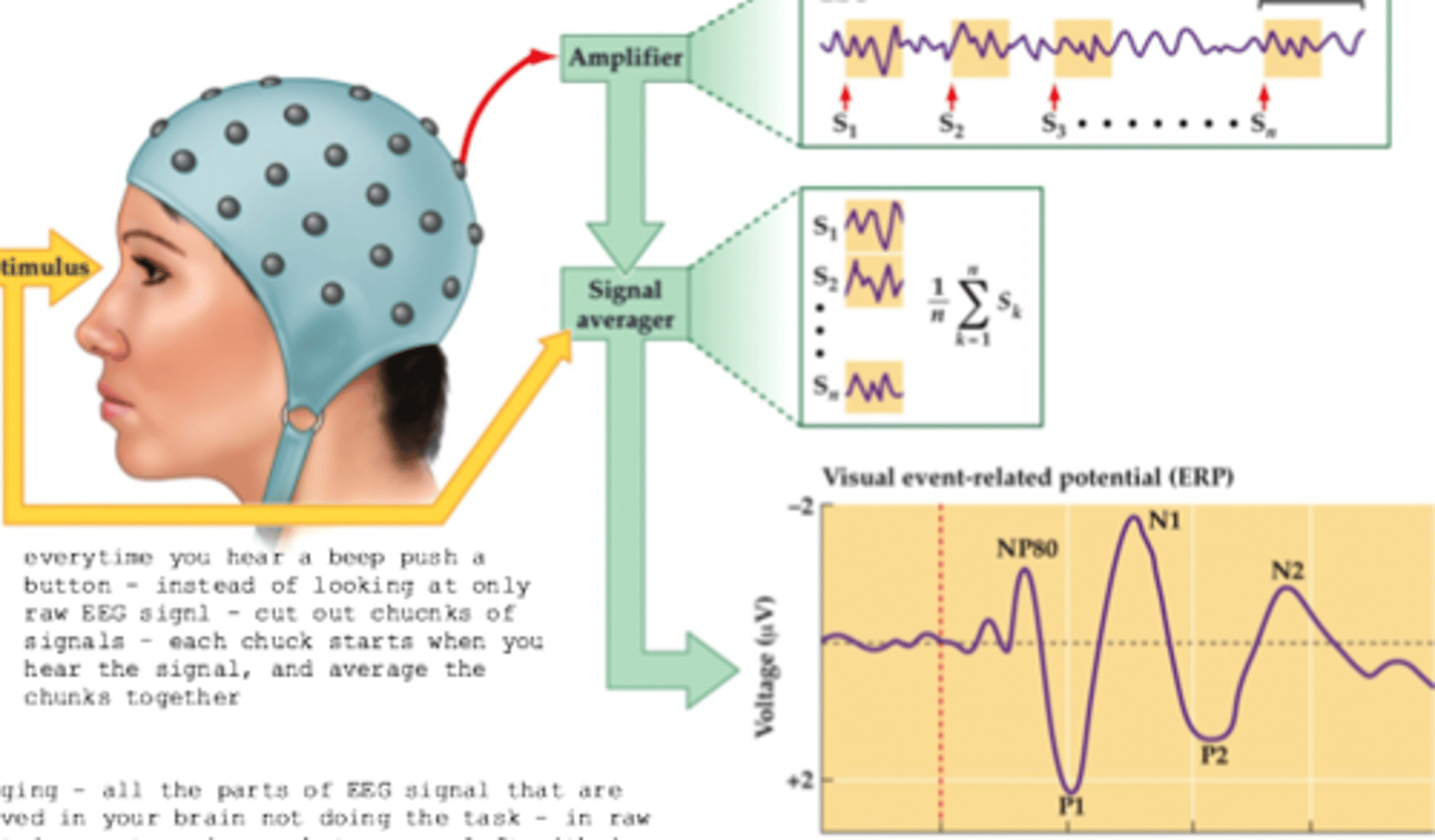 <p>When a stimulus is percieved the subject pushes a button, signals from the EEG are averaged for only the points where the stimulus is present.</p>