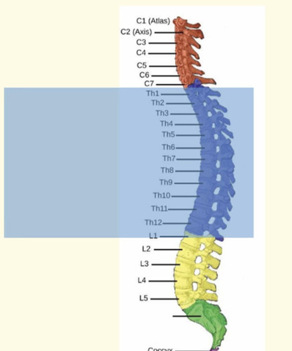 <p>The sympathetic nervous system (SNS) nerves emerge from thoracic (T1-T12) and lumbar (L1-L2) known as the thoracolumbar division of ANS</p>