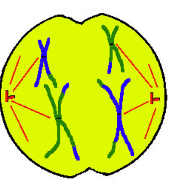 <p>A - away</p><ul><li><p>spindles shorten pulling apart HOMOLOGOUS CHROMOSOMES at centromere/kinetochore (but stay w/ sister chromatids) towards opposite poles</p></li></ul><p></p>