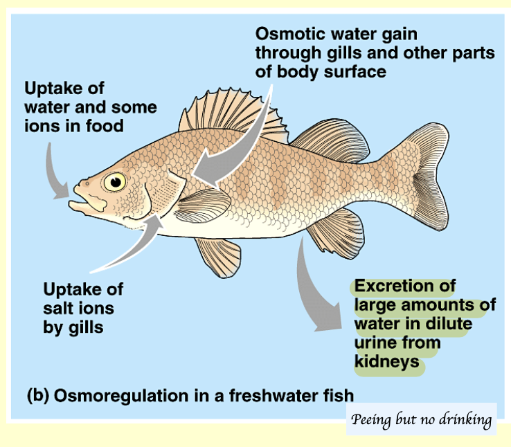 <p>Freshwater fish live in a hypotonic environment → Risk of water gain → <span style="color: rgb(247, 5, 5);">Excrete excess water + retain salt</span></p><ul><li><p>Take up water and ions in food</p></li><li><p>Take up salt ions via gills</p></li><li><p>Gain water osmotically through gills and body surface</p></li><li><p>Excrete large amounts of dilute urine from the kidney</p></li></ul><p></p>