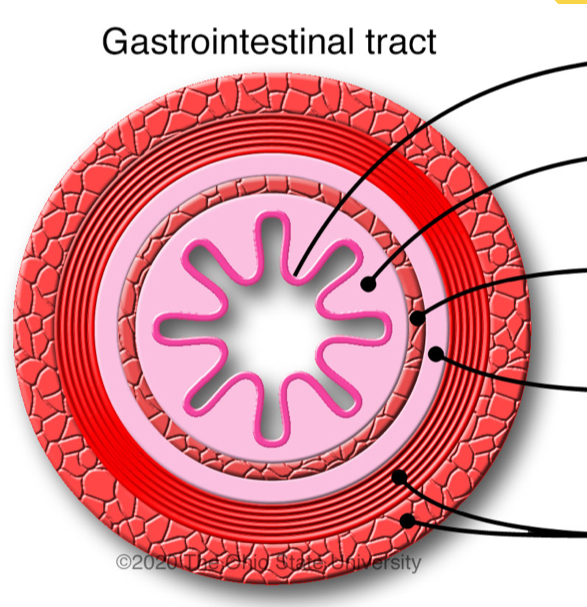 <p>Label layers of GI tract</p>