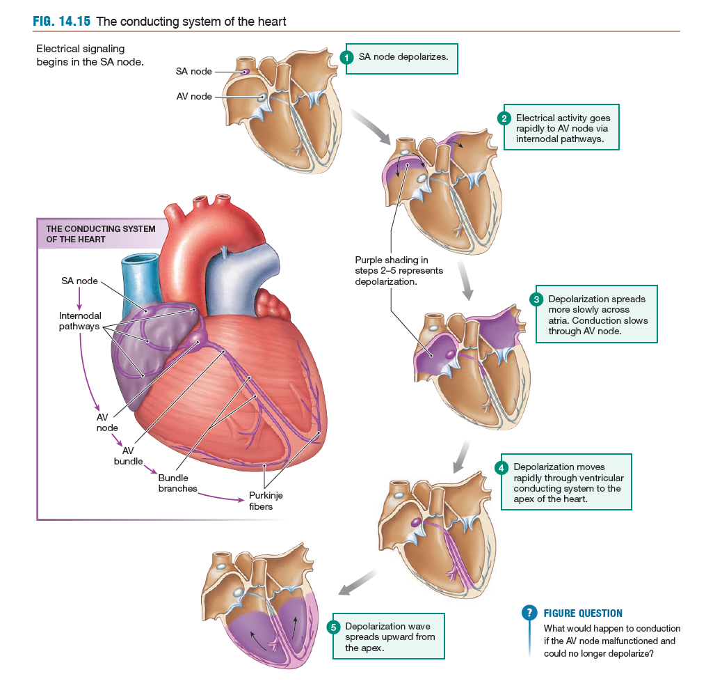 <p>Pacemaker potential is created by autorhythmic cells</p><p>Pathway: Sinoatrial (SA) Node -&gt; Internodal Pathways -&gt; Atrioventricular (AV) Node -&gt; Atria -&gt; Septum -&gt; Apex of the Heart -&gt; Upward through the Ventricle</p>
