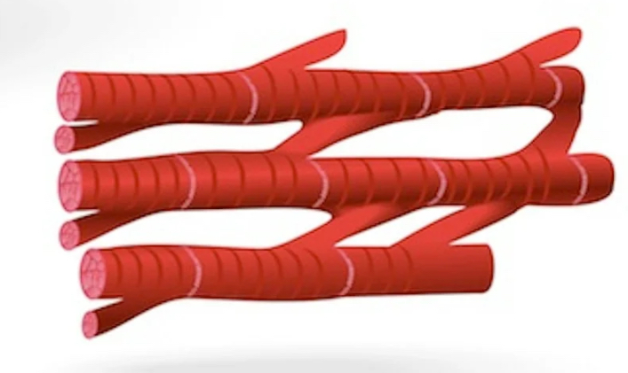 <ul><li><p>striated</p></li><li><p>1 nuclei</p></li><li><p>branched</p></li><li><p>intercalated disks</p></li><li><p>located only in heart</p></li></ul><p></p>