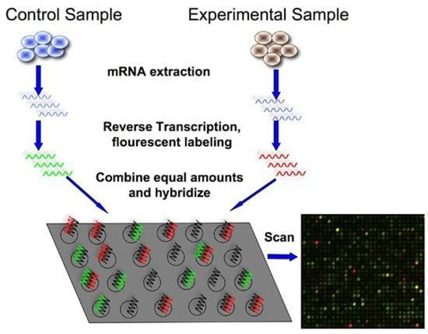 <p>Used to quantify thousands of genes simultaneously.</p>