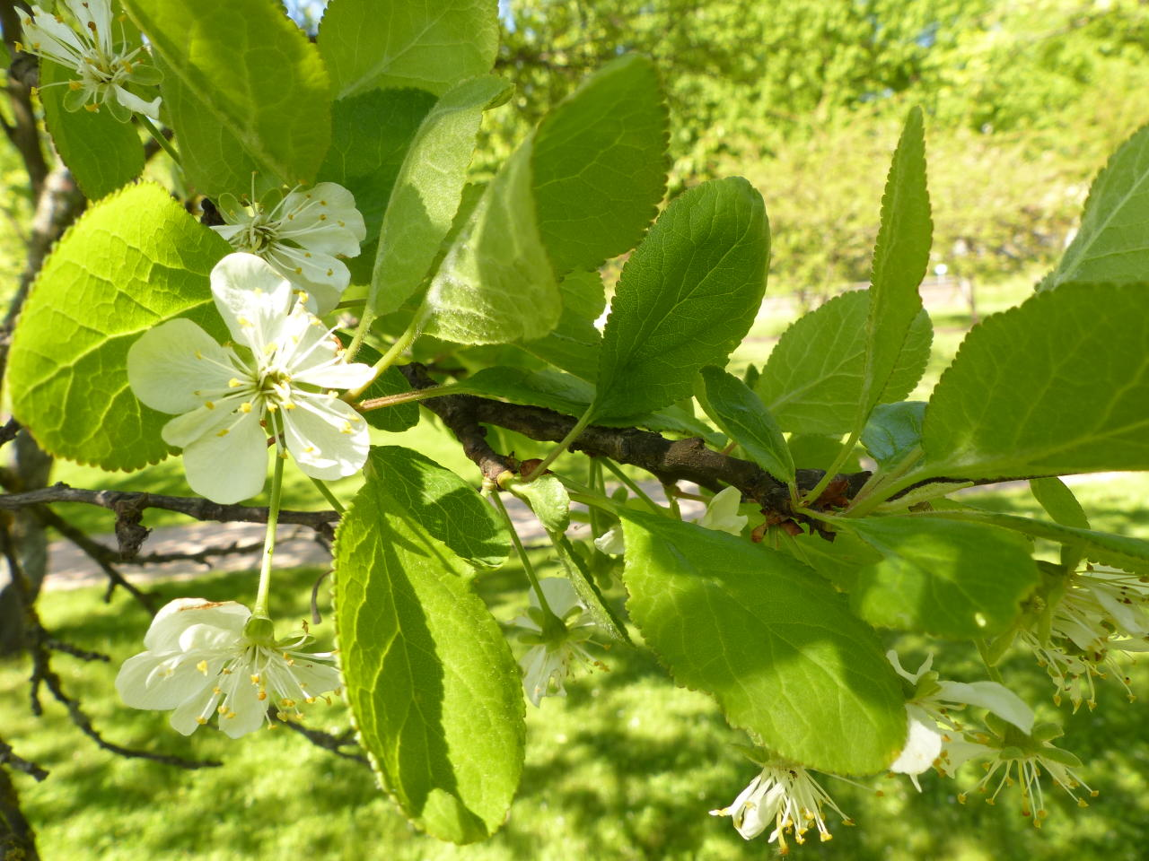 <p>Luumupuu</p>