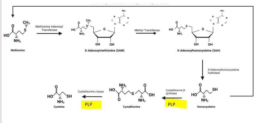 <ul><li><p>PLP is required for the enzymes Cystathione B-synthase and Cystathionine y-lase</p><ul><li><p>is needed for transulfhydration pathway of methionine to Cysteine</p></li><li><p>methionine is an essential amino acid and when thiamine levels are low cysteine levels become important</p></li></ul></li></ul>