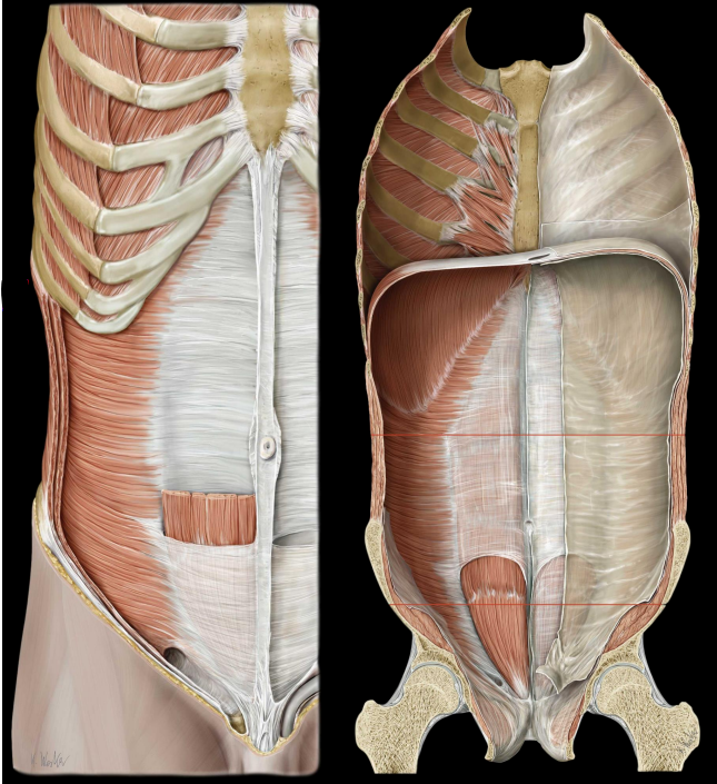 <ul><li><p>All aponeuroses course anterior to rectus abdominis </p></li><li><p>Strengthens lower abdominal wall</p></li></ul><p></p>