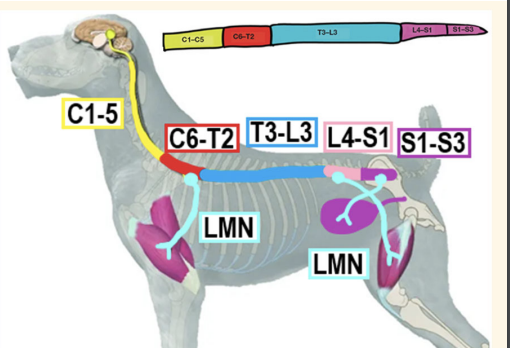 <p>Effect when motor neuron s affected: Upper and lower motor neuron</p>