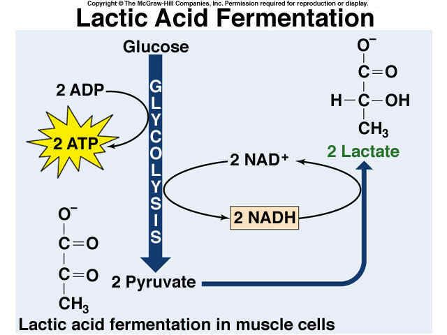 lactic acid fermentation