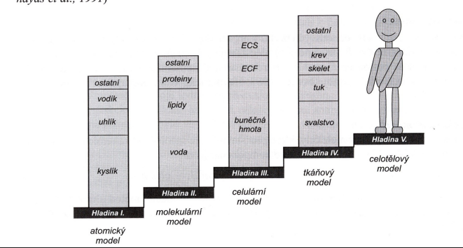 <p>Každý z těchto modelů je využíván metodami, které se ke studiu složení lidského těla užívají</p><p>anatomický, molekulární, buněčný, tkáňově systémový a celotělový model</p>