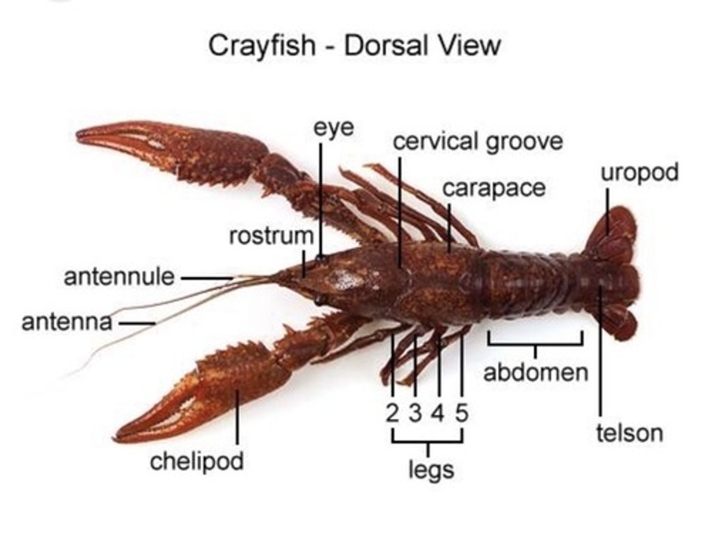 <p>Top View</p><p>-> Rostrum - In front of the eyes***</p><p>-> Eye</p><p>-> Antenna</p><p>-> Chilipod - Big claws***</p><p>-> Legs (2, 3, 4, 5)</p><p>-> Carapace - Main body and chitin abdomen covering***</p>