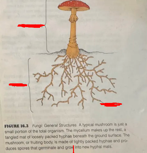 <p>top down / function</p>