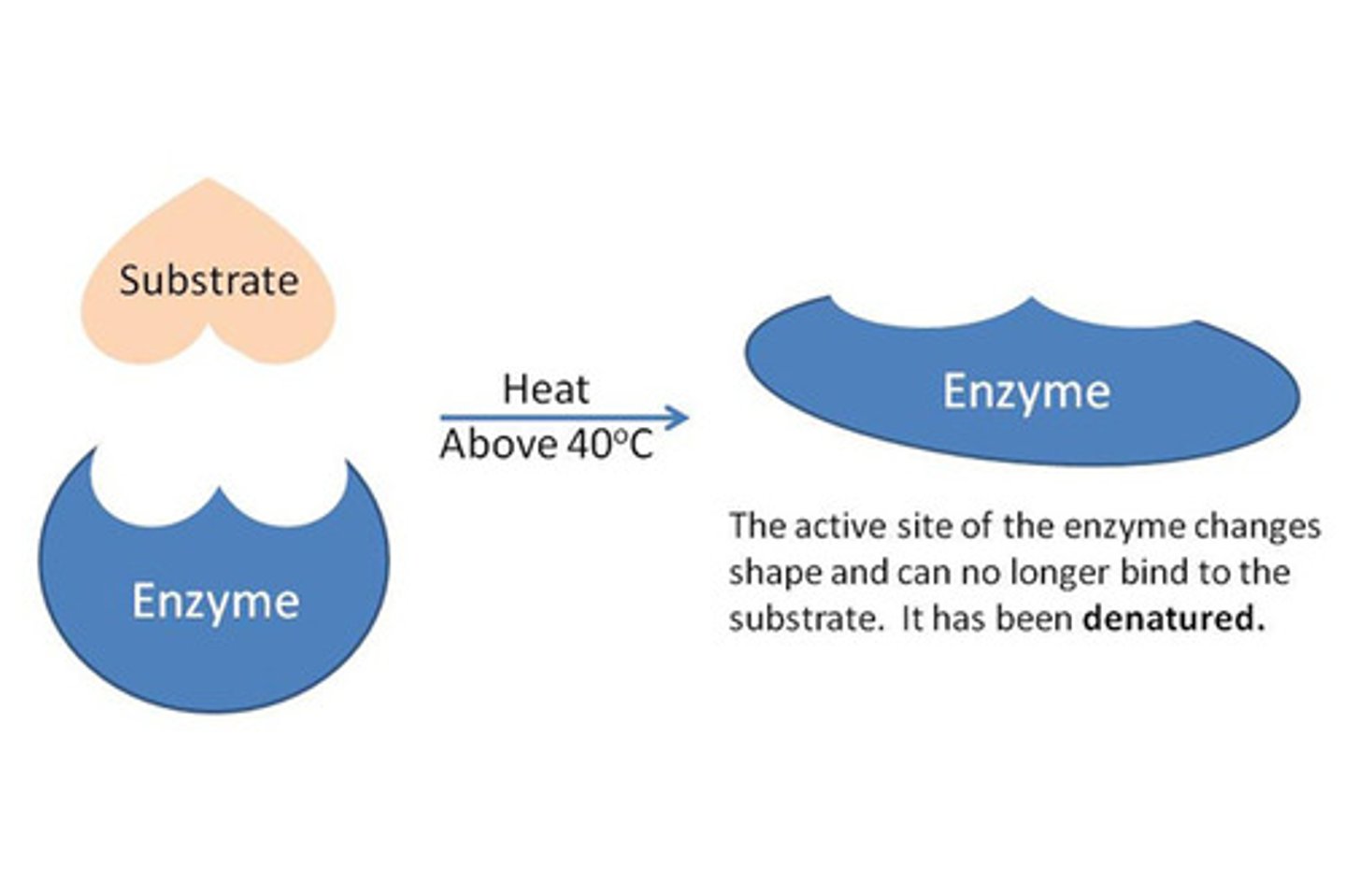 <p>loss of normal shape of a protein due to heat, pH, or other factors. <br><br>if an enzyme denatures, it is no longer able to catalyze the reaction because the active sit will have changed shape and therefore the substrate will not be able to bind.</p>