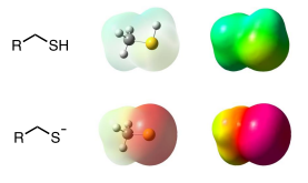 <p>Thiol</p><ul><li><p>Beloved by cysteine</p></li><li><p>larger and more stable than an alcohol</p><ul><li><p>Therefore slightly more acidic</p></li></ul></li><li><p>Deprotonated = Thiolate</p></li></ul><p></p>