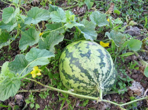 <p>Gourd family</p>