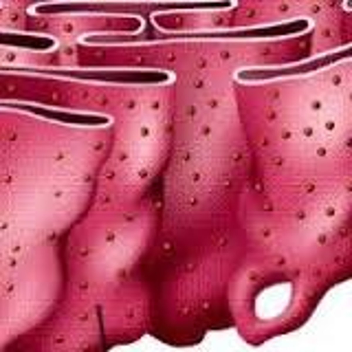 <p>membrane network with ribosomes attached for protein synthesis</p>
