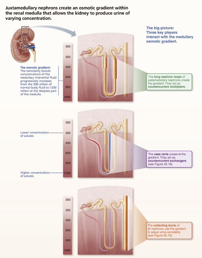 <p><strong><em>These countercurrent mechanisms work together to: <u>Establish and maintain</u> medullary osmotic gradient from </em></strong><span style="color: purple;"><strong><em><mark data-color="purple" style="background-color: purple; color: inherit;"><span>renal cortex through medulla</span></mark></em></strong></span></p><ul><li><p><span style="color: green;"><span>Gradient runs from 300 mOsm in cortex to 1200 mOsm at bottom of medulla</span></span></p></li></ul><ul><li><p>Countercurrent multiplier <strong><em><u>forms</u></em></strong> gradient</p></li><li><p>Countercurrent exchanger <strong><em><u>preserves</u></em></strong> gradient</p></li><li><p><strong><em><u>Collecting ducts can then use gradient to vary urine concentration</u></em></strong></p></li></ul><p></p>