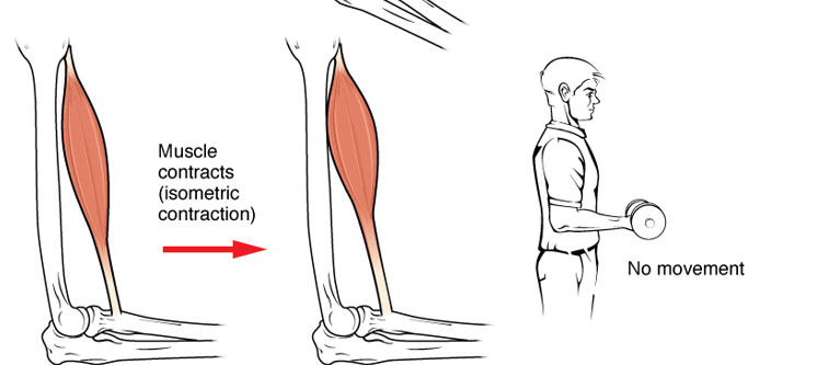 <p>Refers to the static position of the muscle where it stays the same length.</p>