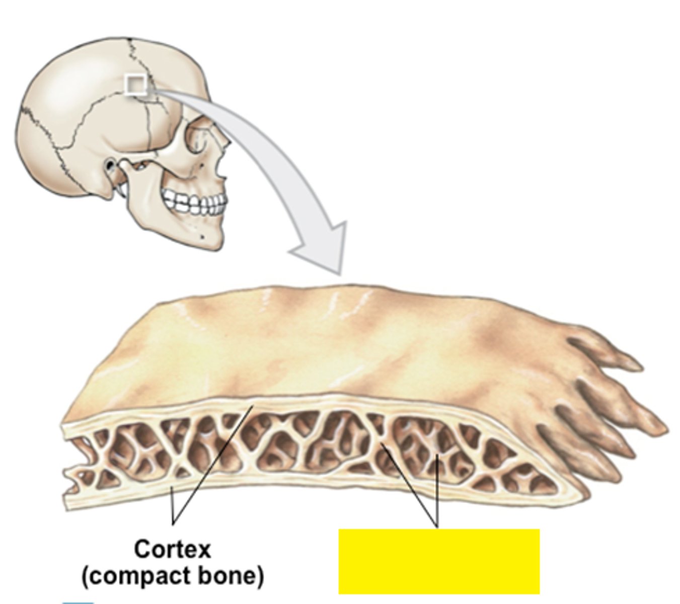 <p>layer of bone tissue having many small spaces and found just inside the layer of compact bone</p>
