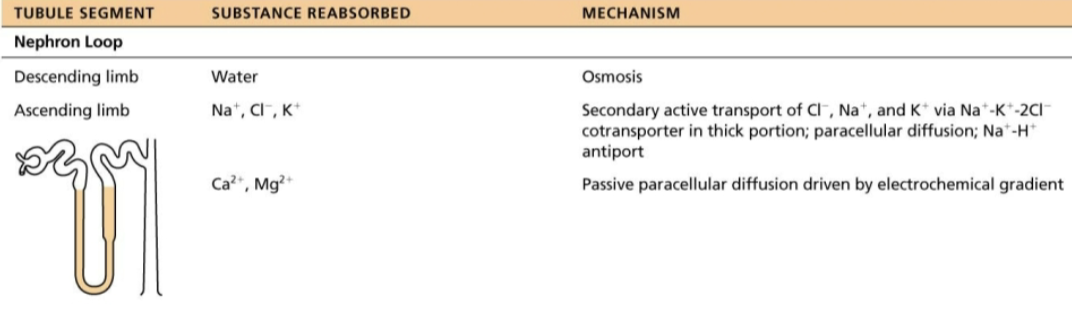 <ul><li><p><strong>Descending limb </strong></p><ol><li><p>H<sub>2</sub>O can leave and Solutes cannot </p><ul><li><p>Thin segment is passive to Na+ movement </p></li></ul></li></ol></li><li><p><strong>Ascending limb </strong></p><ol><li><p>H<sub>2</sub>O cannot leave and Solutes can </p><ul><li><p>Thick segment has Na<sup>+</sup>-K<sup>+</sup>-2Cl<sup>-</sup> symporters and Na<sup>+</sup>-H<sup>+</sup> antiporters that transport Na+ into cell </p></li><li><p>Some Na+ can pass into cell by paracellular route in this area of limb </p></li></ul></li></ol></li></ul><p></p>