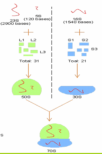 <p>[Prokaryotic/Mammalian]</p><p>The composition of ribosomes</p><p></p><p></p>