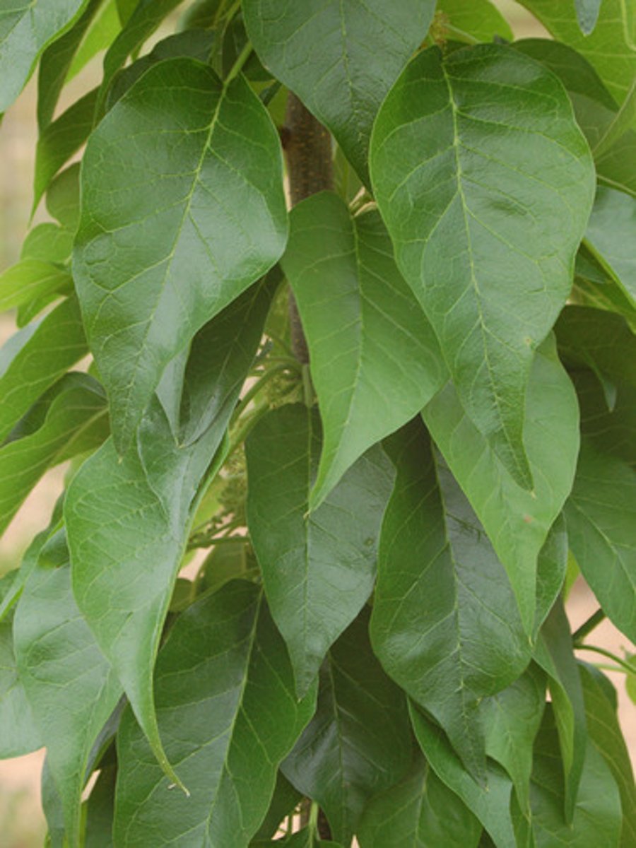 <p>ID Key: Giant green fruit</p>