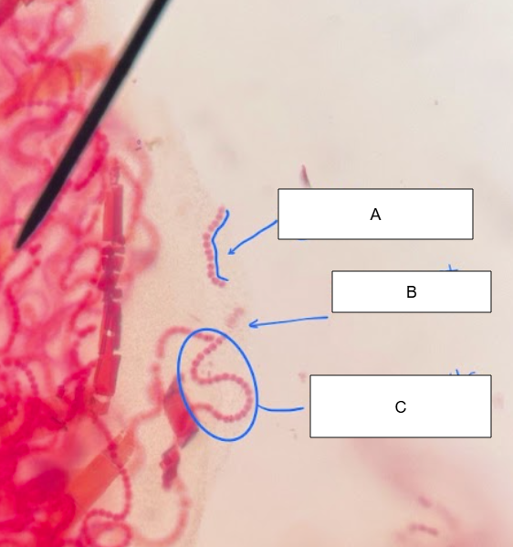 <p>What is C called</p>