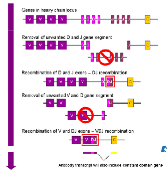 <p>Somatic recombination</p><ol><li><p>D and J joins (everything between deleted)</p></li><li><p>V and D join (everything between deleted)</p></li><li><p>extra C and V are spliced out</p></li></ol><p></p>