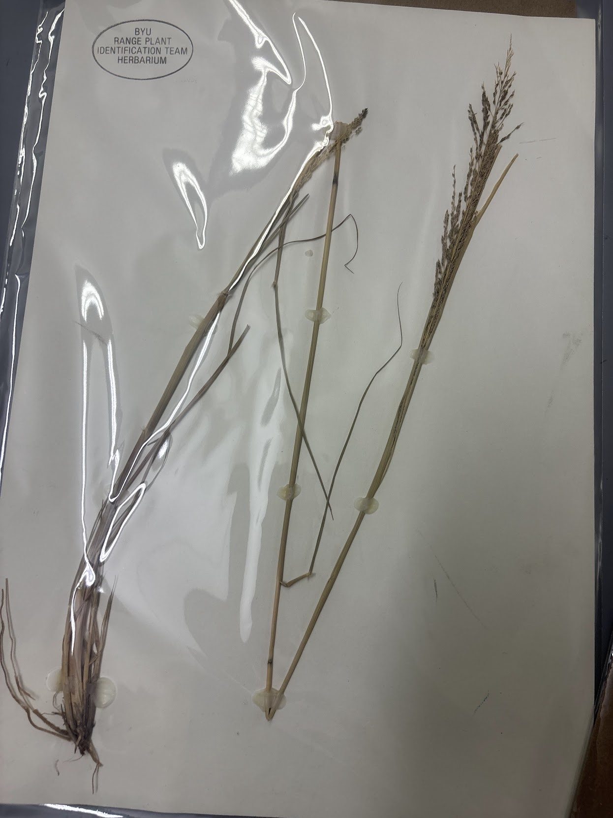 <p>Eragrosteae - Sporobolus cryptandrus - sand dropseed </p>