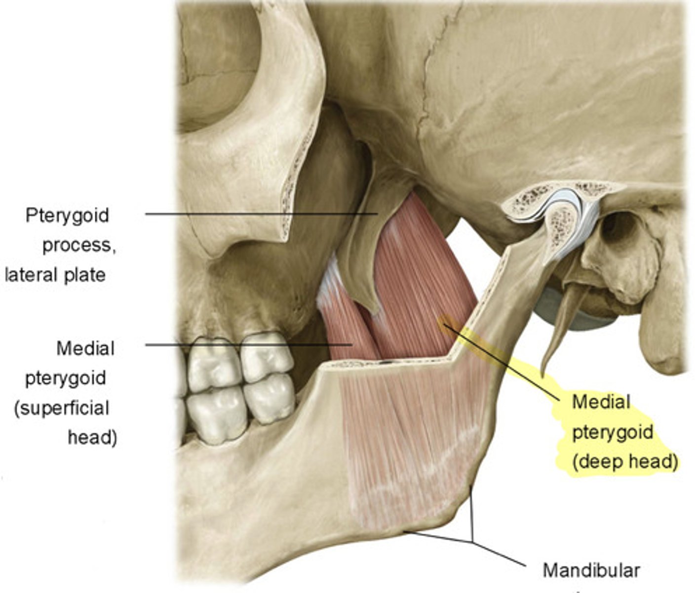 <p>- Superficial Head: maxilla to the deep side of the mandibular angle</p><p>- Deep Head: lateral pterygoid plate to the deep side of the mandibular angle</p>