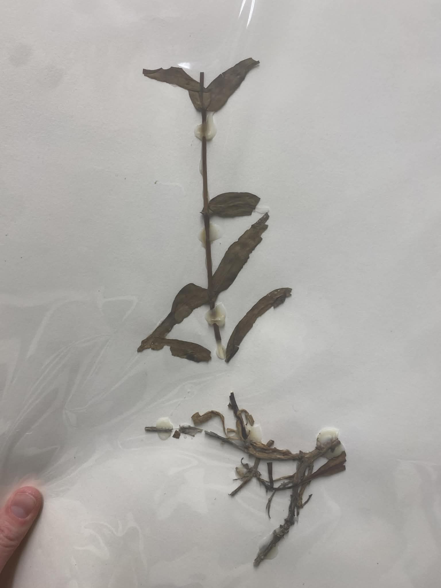 <p>Plantaginaceae, P, N, Penstemon glaber, blue penstemon</p>