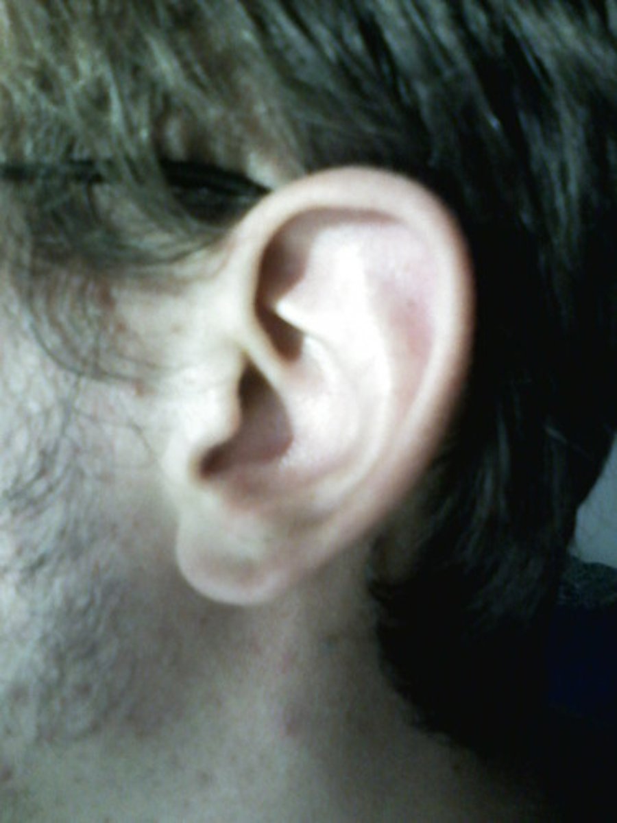 <p>ear</p>