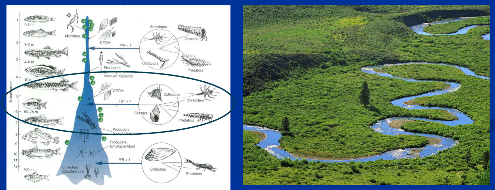 <ol><li><p>High biological diversity in mid-reaches (2nd/3rd order) due to greatest diversity of substrate, flow and food sources (unlikely that all coincide</p></li><li><p>High diversity of mid reaches due to downstream drift of insects and upstream movement of crustaceans (true for large rivers confined to their channels but not for large floodplain rivers, which accumulate substantial input of energy from the floodplain.</p></li></ol><p></p>