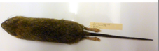 <p>blunt nose; smaller ears and eyes; tail is shorter</p>