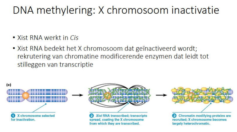 <p>Het werkt in Cis</p><ul><li><p>het X-chromosoom dat geïnactiveers zal worden zal transcriptie doen van Xist RNA gen doen waardoor Xist RNA tot expressie komt</p></li><li><p>Xist RNA verspreid zich over het gehele X-chromosoom dat geïnactiveerd wordt</p></li><li><p>chromatine modificerende enzymen worden gerekruterd en dat leidt tot stilleggen transcriptie</p></li></ul><p></p>