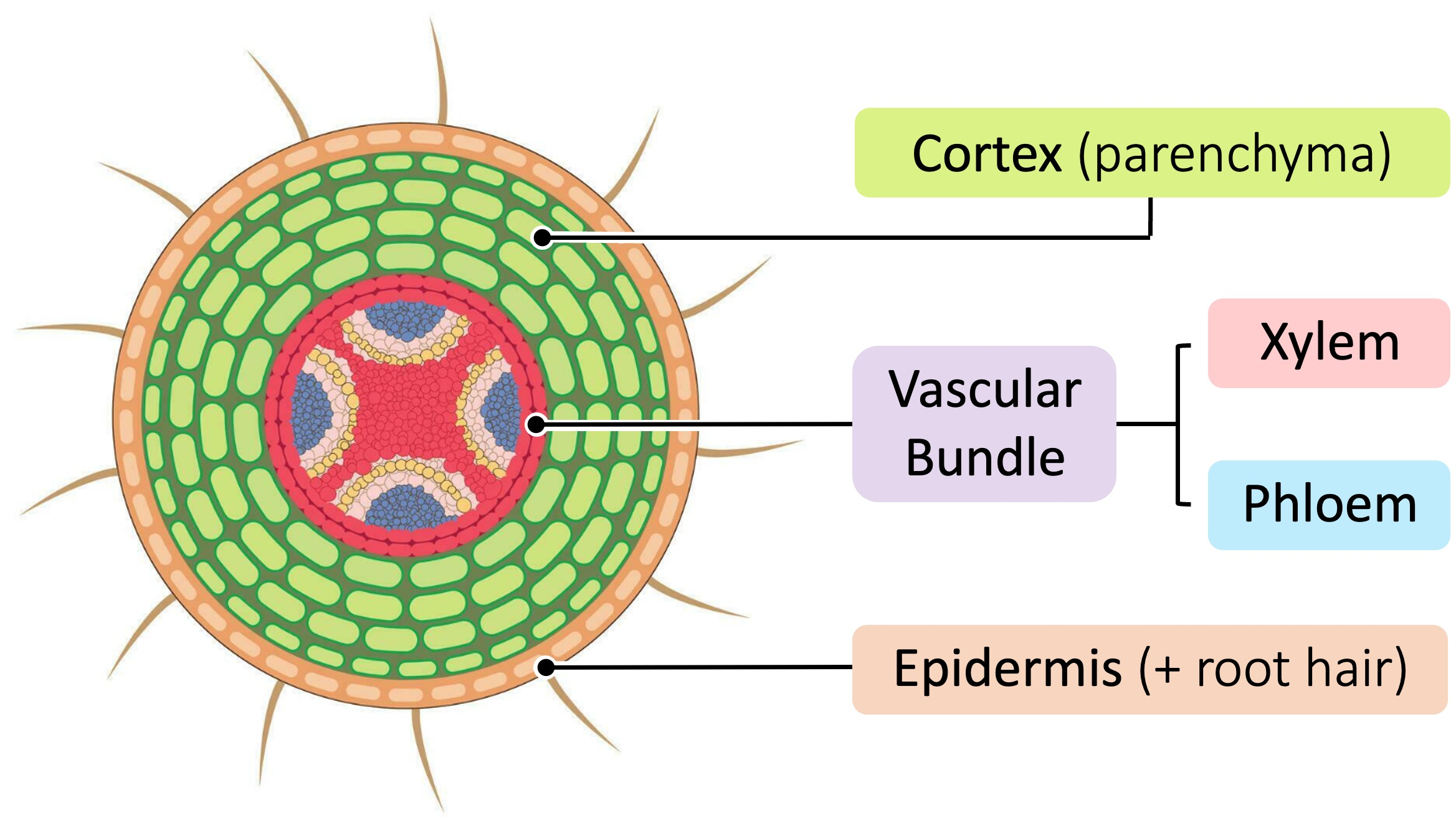 <ul><li><p><span style="color: purple;"><strong>Vascular bundles in the middle</strong></span><strong> </strong>= withstand tugging forces as plant is blown in the wind</p></li><li><p>Xylem tissue is the strongest so is in the centre (X structure)</p></li><li><p>Phloem in four separate sections </p></li></ul><p></p><p></p>